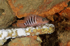 Hypoplectrodes huntii