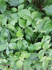 Isoglossa woodii