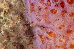 Notoclinops caerulepunctus