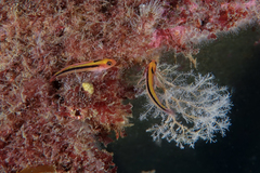 Forsterygion maryannae