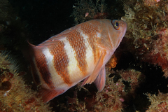 Hypoplectrodes huntii