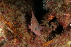 Hypoplectrodes huntii