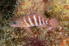 Hypoplectrodes huntii