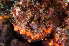 Parablennius laticlavius