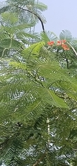 Delonix regia
