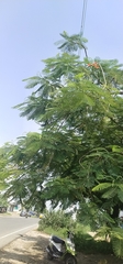 Delonix regia
