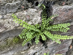 Asplenium trichomanes