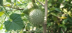 Datura innoxia