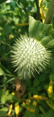 Datura innoxia