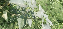 Datura innoxia