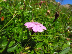 Dianthus alpinus
