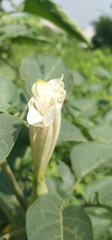 Datura innoxia