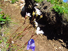 Heliosperma alpestre