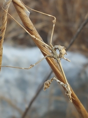 Empusa