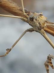 Empusa