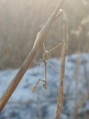 Empusa