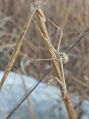 Empusa
