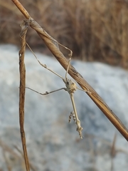 Empusa