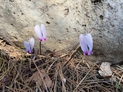 Cyclamen graecum mindleri