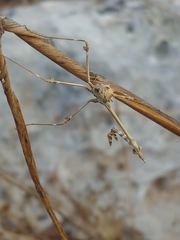 Empusa