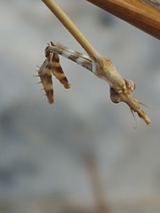 Empusa
