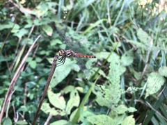 Sympetrum darwinianum