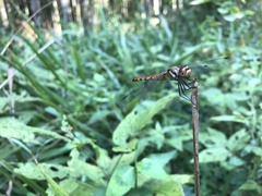 Sympetrum darwinianum