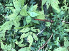 Sympetrum darwinianum