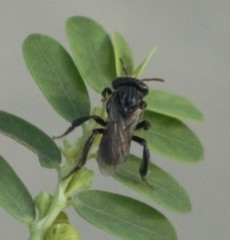 Tetragonula