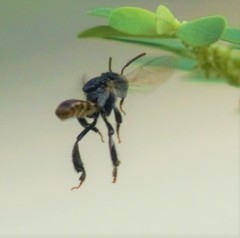 Tetragonula