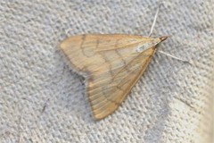 Anania crocealis