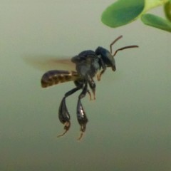 Tetragonula