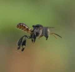 Tetragonula