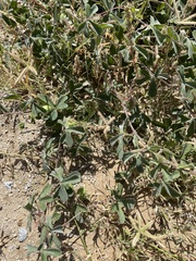 Passiflora pentaschista