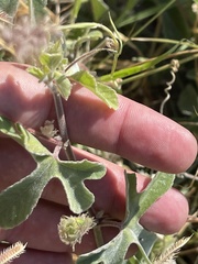 Passiflora pentaschista