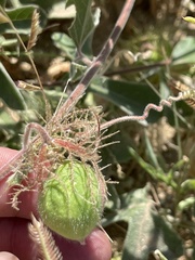 Passiflora pentaschista
