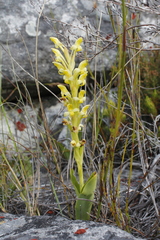 Disa comosa