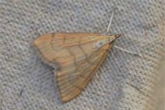 Anania crocealis
