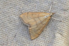 Anania crocealis