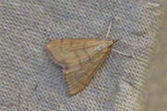 Anania crocealis