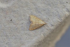 Anania crocealis