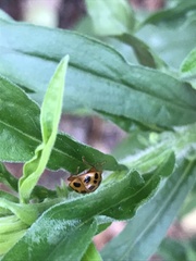 Harmonia axyridis