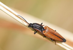 Elatichrosis trisulcatus