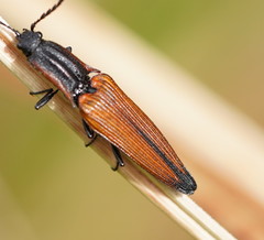 Elatichrosis trisulcatus