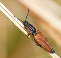 Elatichrosis trisulcatus