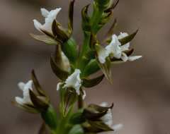 Prasophyllum odoratum