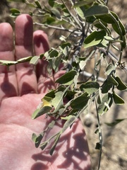 Diphysa occidentalis