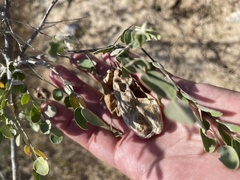 Diphysa occidentalis