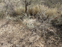 Diphysa occidentalis