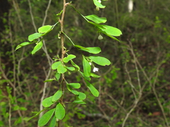 Synostemon albiflorus